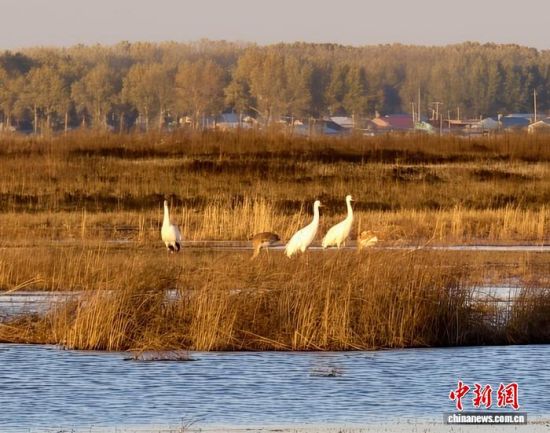 �ؚw�QȺ�ġ�С��(����)�����˰��QȺ�w�����r �z