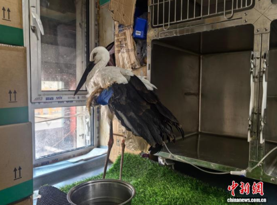 �܂��Ė|�����X���ڽ����ί�����ʯ���� �z