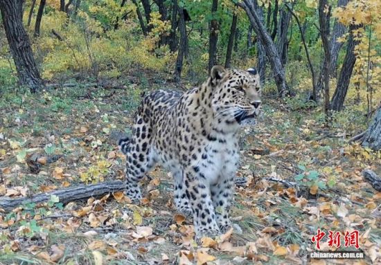 2025���ږ|��������(gu��)�ҹ��@�Ĕz�Ė|������(��ҕ��ý���D)