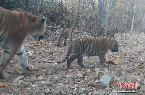 2025���ږ|��������(gu��)�ҹ��@�Ĕz���Ė|������(��ҕ��ý���D)