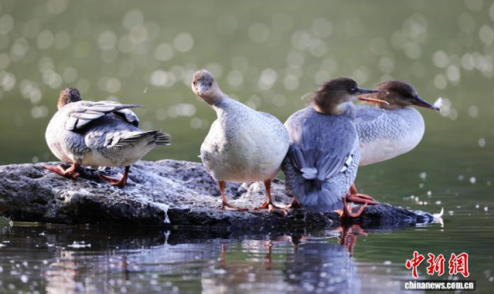 ���A��ɳ�����ԁ����w��ˮ��ʯ�^����Ϣ�����w��� �z